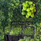 ليمون ابو زهير