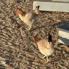 للبيع دجاج بياض