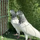 حمام بكستاني تيدي