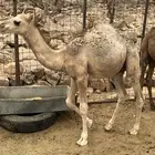 اعرض لكم قعود