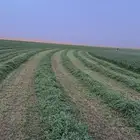 برسيم صافي قش