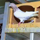 حمام باكستاني لاكا اكثر النسول