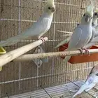 كروانات كريمي وهفي بايد