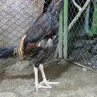 جوز شامو ياباني دم ابو هنوف