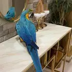 تم البيع..