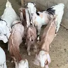 السلام عليكم تيوس وجفار