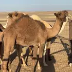 حشو قعدان