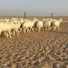 رخال حريات جذعات حلال فاخر