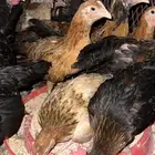 دجاج بلدي للبيع