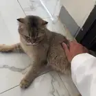قط سكوتش فولد للبيع