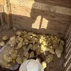 صيصان بط بكيني