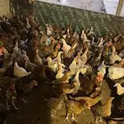 دجاج للبيع