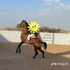 خيل ذكر للبيع