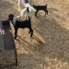 للبيع عنز والد