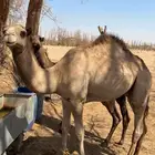 قعود ذبح ولامقنوي