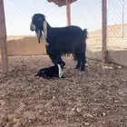 عنز متبع
