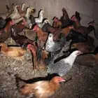 دجاج