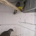 حمام الفاكهه6