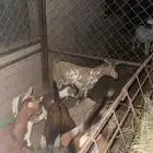 للبيع عشر تيوس