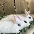 ارانب القزمية الهوتوت