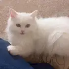 قط ذكر البيع