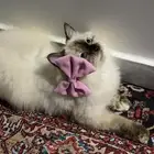 بسه للبيع