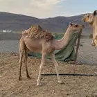 البيع قعود  لبان عمره  سنة وفوق  يوجد فيديو
