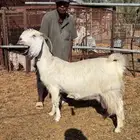 عنز مطورة مشروكة دافع