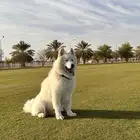 كلب سامويد