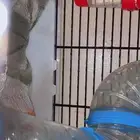 هامستر لتبني المستعجل