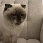 للبيع