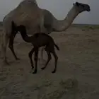 خلفه معها قعود