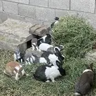 ارانب بلديه وفرنسيه