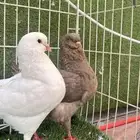 حمام كنق للبيع