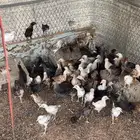 صيصان اعمارها شهر