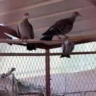 للبيع جوزين ابوجفن