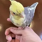 كروان جامبو الييف يعرف يفتح القفص من نفسه