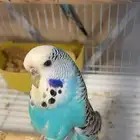 جوز إنجليزي بفروخه