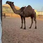 للبيع ناقه طيبه