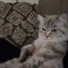 قط ذكر مع اغراضه