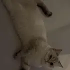 قط سكوتش ستريت