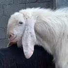 فحل بنجابي ابرص