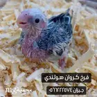 فرخ كروان هولندي