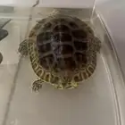 سلحفاة برمائية