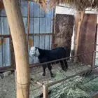 تيس فحل