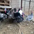 للبيع دجاج رومي جمله وتفريد