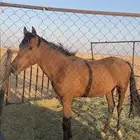 حصان للبيع سليم من جميع الأمراض