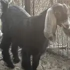 تيوس طيبه