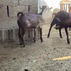 مشروع فحل اوشح ( تم البيع )