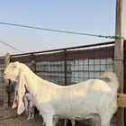 عنز مطوره معها توم فاخرره